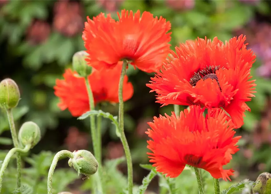 Papaver orientale