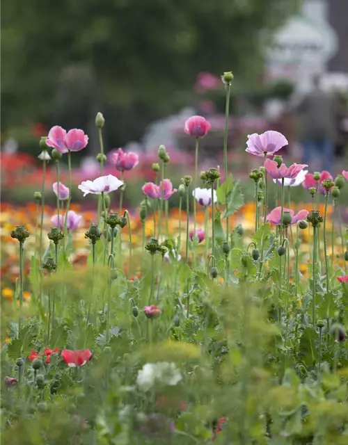 Papaver orientale