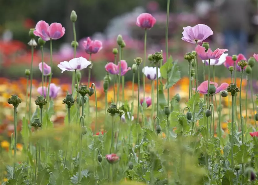 Papaver orientale