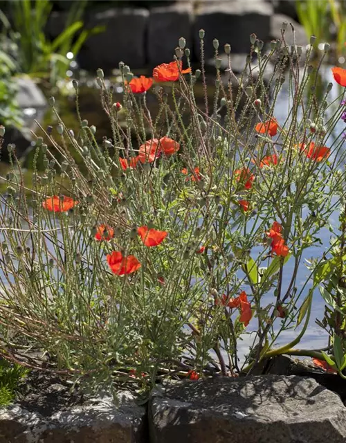 Papaver orientale