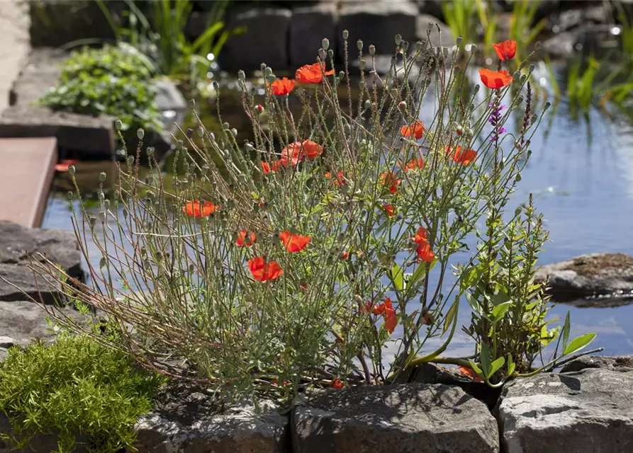 Papaver orientale