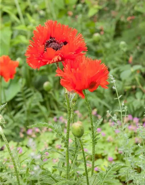 Papaver orientale