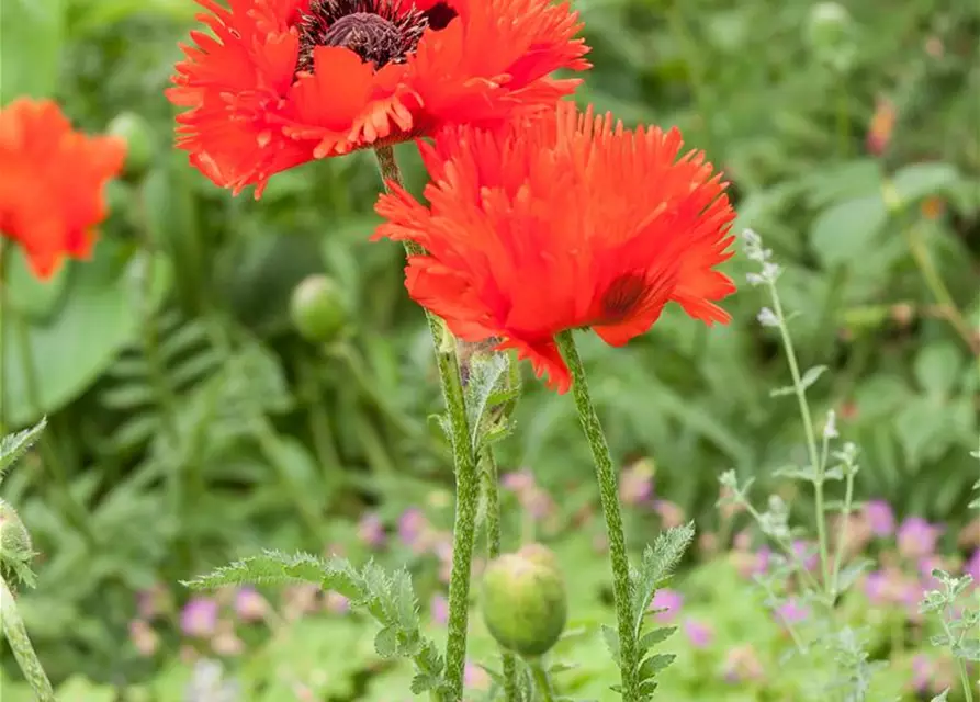 Papaver orientale