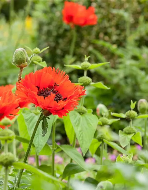 Papaver orientale