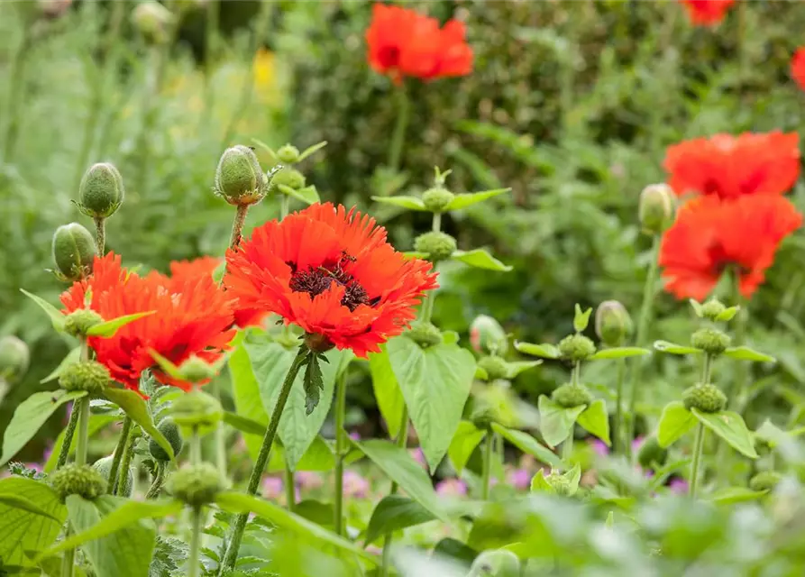 Papaver orientale