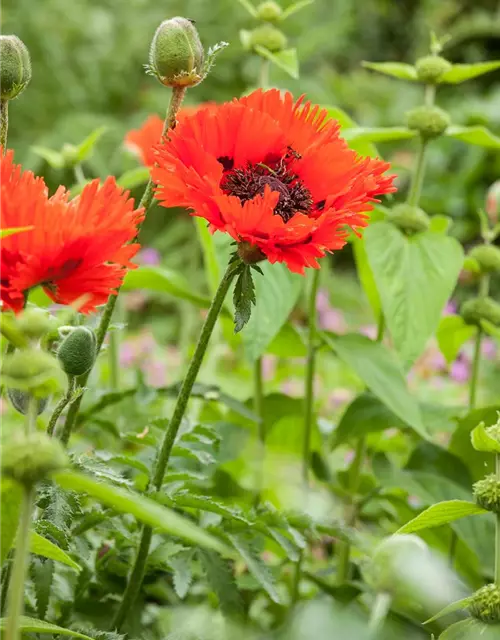 Papaver orientale