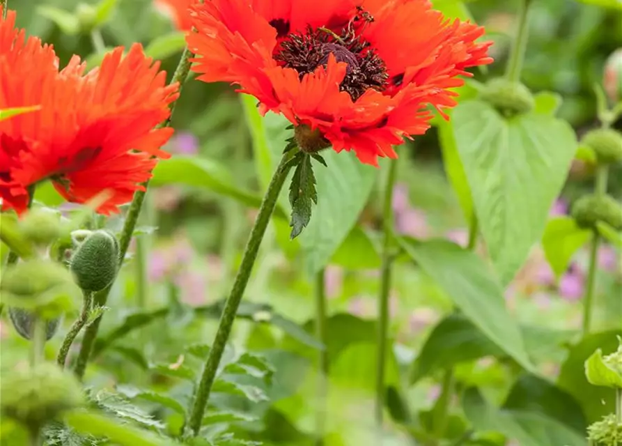 Papaver orientale