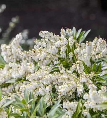 Pieris japonica 'Cupido'