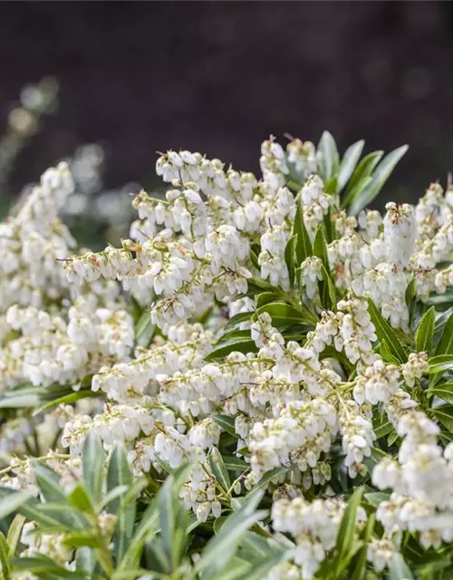 Pieris japonica 'Cupido'