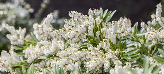 Pieris japonica 'Cupido'