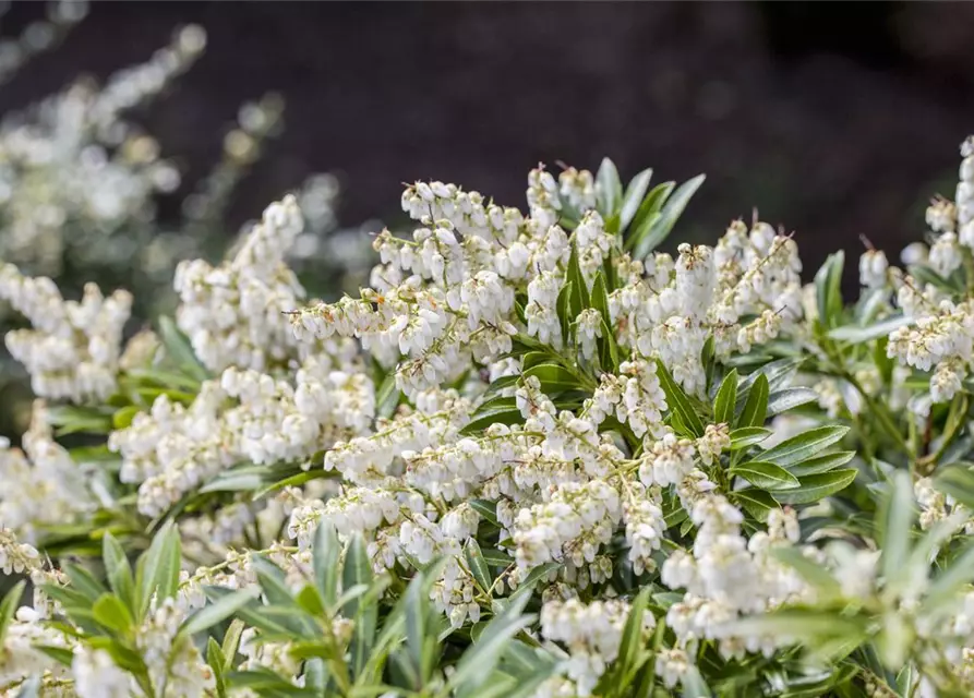 Pieris japonica 'Cupido'