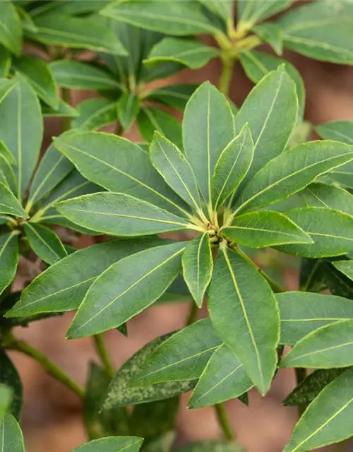 Pieris japonica 'Cupido'