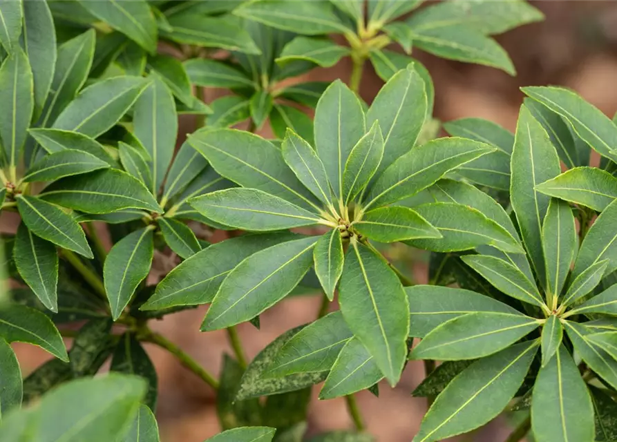 Pieris japonica 'Cupido'