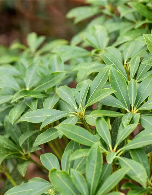 Pieris japonica 'Cupido'