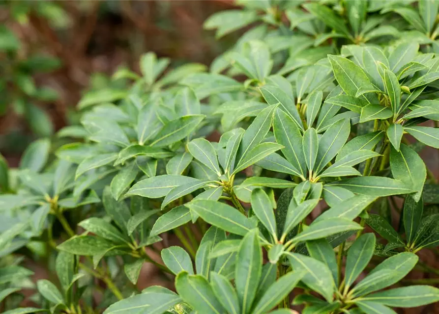 Pieris japonica 'Cupido'