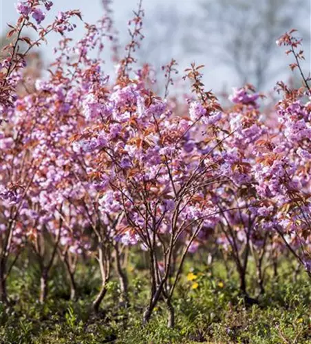 Prunus serrulata 'Kanzan'