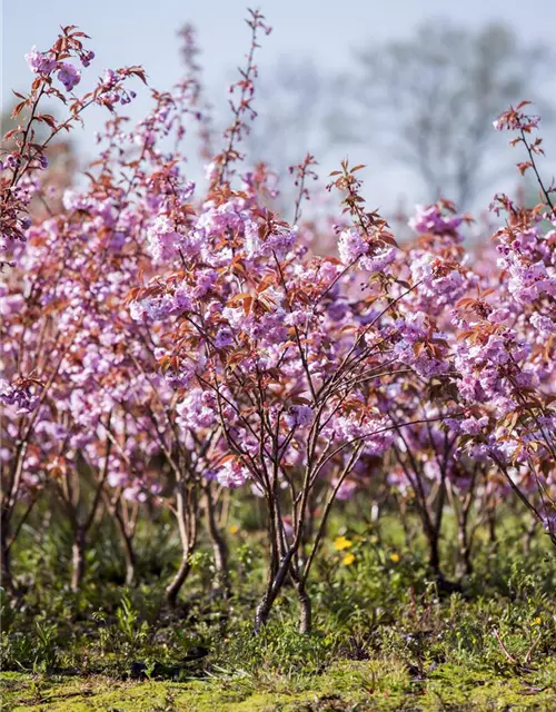 Prunus serrulata 'Kanzan'