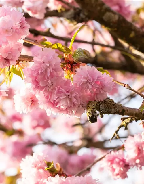 Prunus serrulata 'Kanzan'