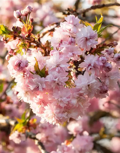 Prunus serrulata 'Kanzan'