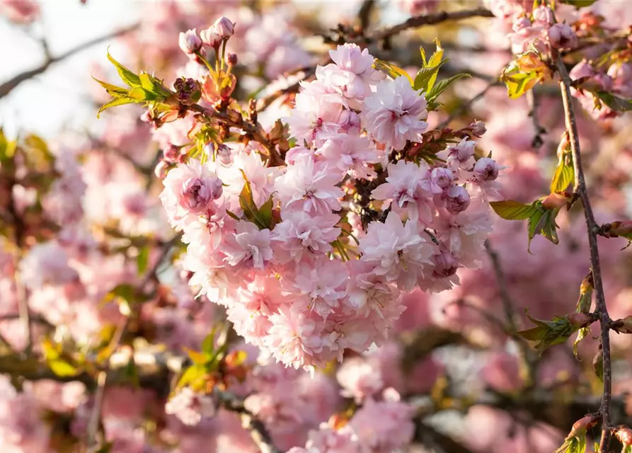 Prunus serrulata 'Kanzan'