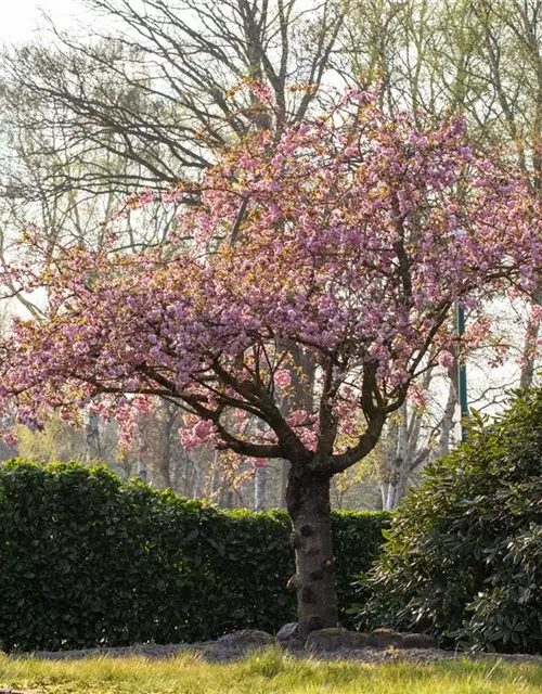 Prunus serrulata 'Kanzan'