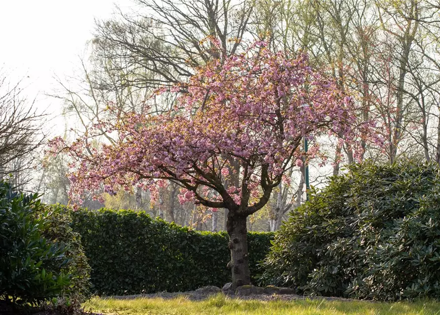 Prunus serrulata 'Kanzan'