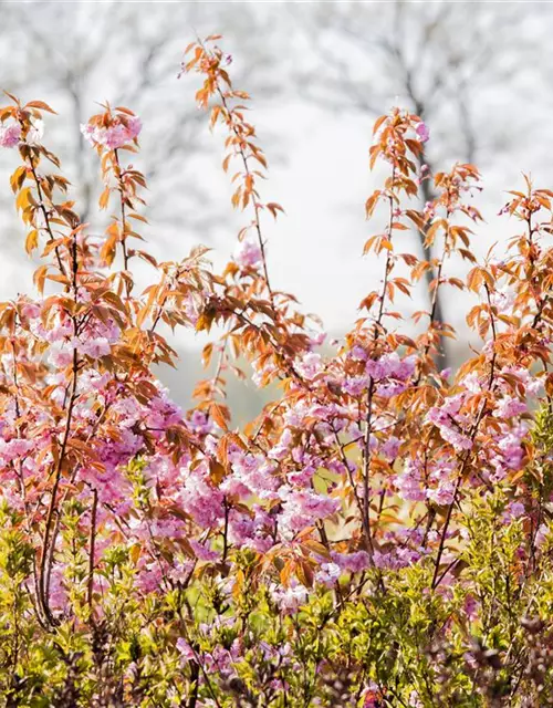 Prunus serrulata 'Kanzan'