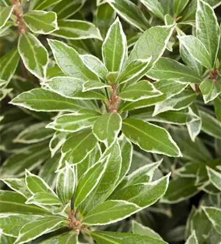 Pieris japonica 'Little Heath'