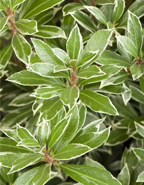 Pieris japonica 'Little Heath'