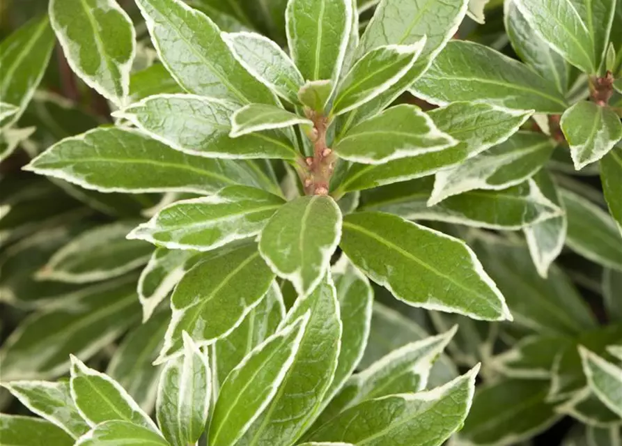 Pieris japonica 'Little Heath'