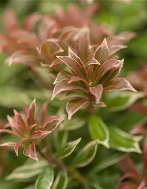 Pieris japonica 'Little Heath'