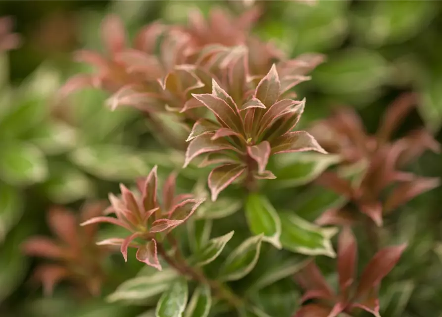 Pieris japonica 'Little Heath'