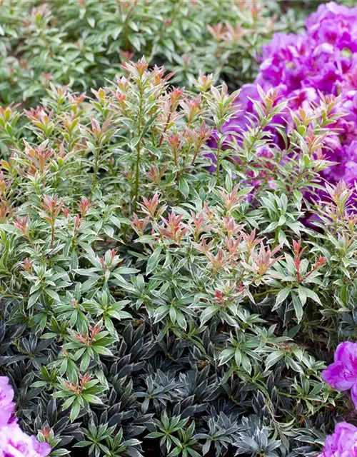 Pieris japonica 'Little Heath'