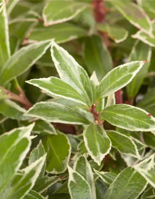 Pieris japonica 'Little Heath'