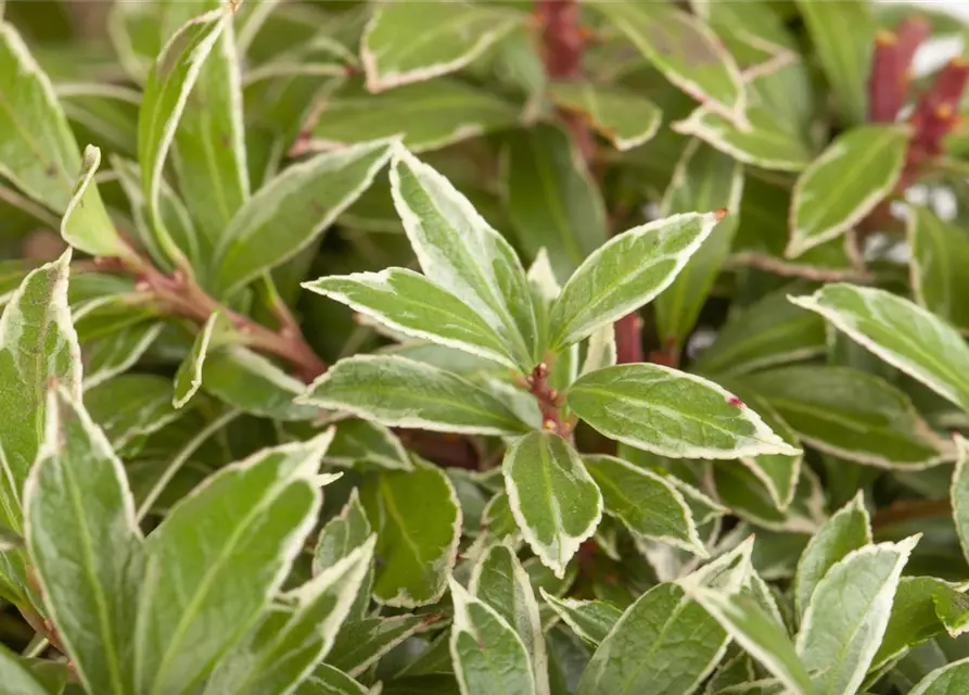 Pieris japonica 'Little Heath'