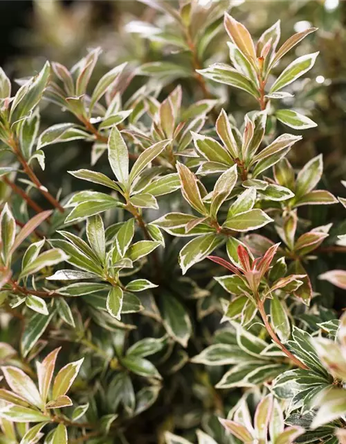 Pieris japonica 'Little Heath'