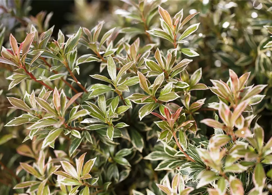 Pieris japonica 'Little Heath'