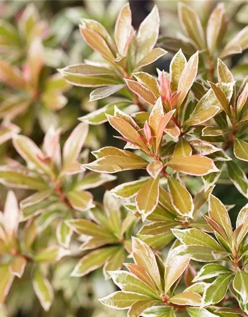 Pieris japonica 'Little Heath'