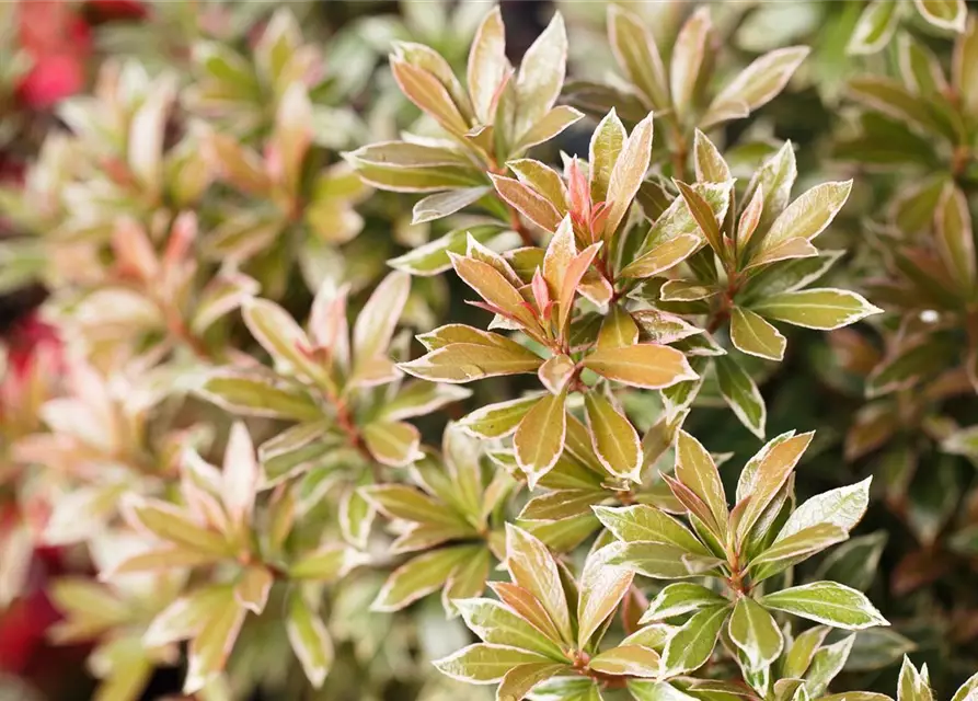 Pieris japonica 'Little Heath'