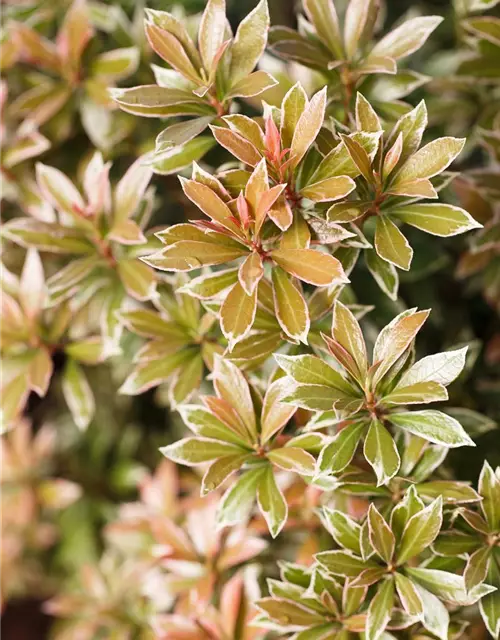 Pieris japonica 'Little Heath'