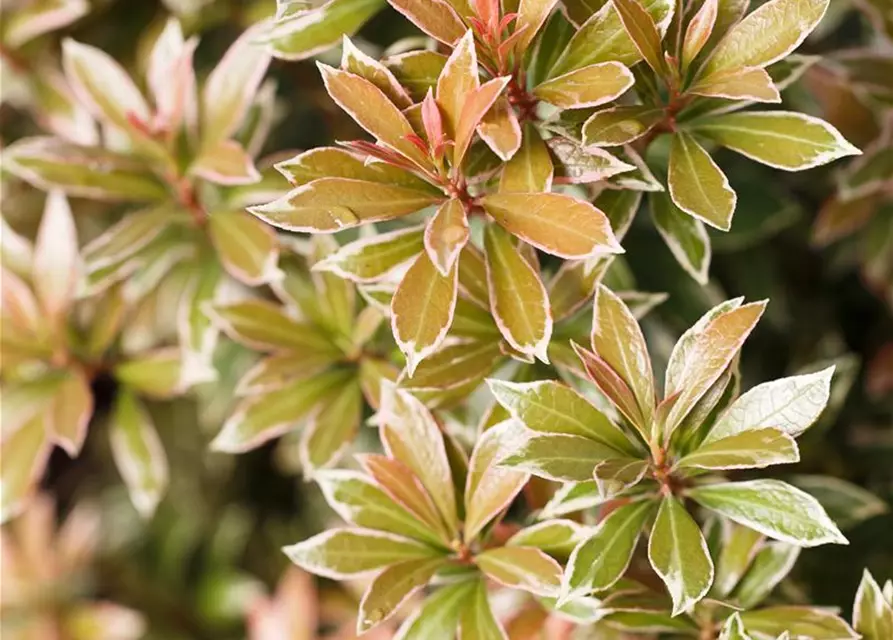 Pieris japonica 'Little Heath'