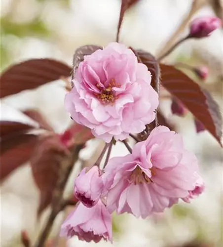 Prunus serrulata 'Royal Burgundy'®