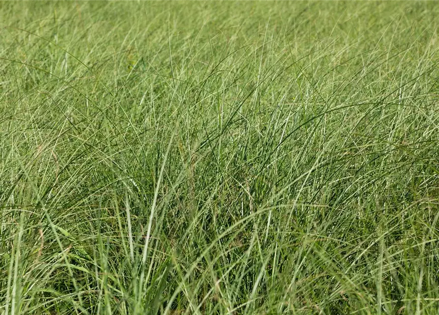 Miscanthus sinensis 'Gracillimus'