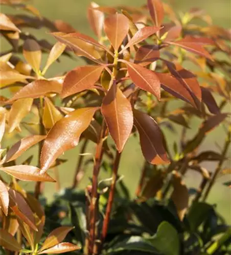 Pieris japonica 'Mountain Fire'