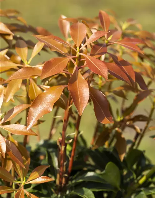 Pieris japonica 'Mountain Fire'