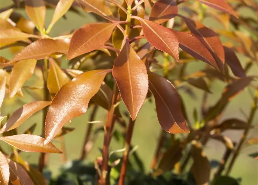 Pieris japonica 'Mountain Fire'