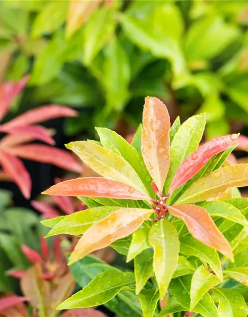 Pieris japonica 'Mountain Fire'