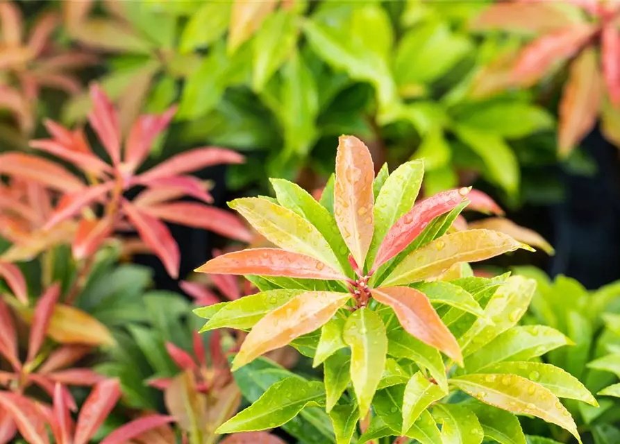 Pieris japonica 'Mountain Fire'