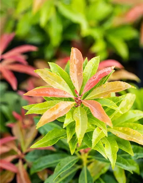 Pieris japonica 'Mountain Fire'