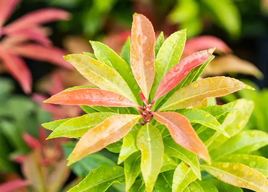 Pieris japonica 'Mountain Fire'